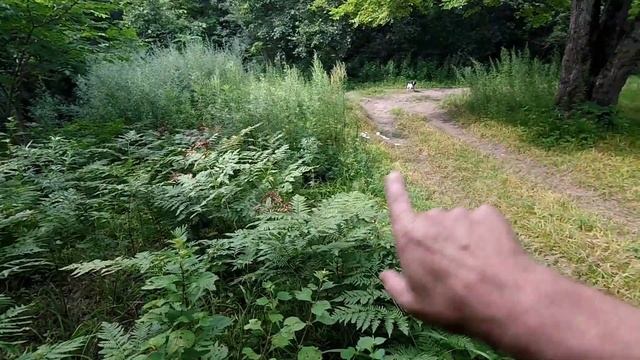 ПОСЛУШНУЮ СОБАКУ ХОТЯТ ВСЕ! Русский охотничий спаниель. Воспитание щенка. смотреть онлайн