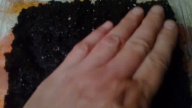 Посадка помидор "ЛЮБАША". часть1. 22.03.2018г. смотреть онлайн