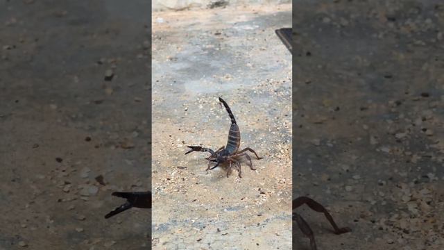 Волос Будды и другие сокровища На Уяны.