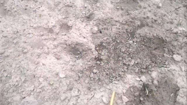 как вывести медведку.Выкуривание дымом.Результат в конце ролика.Я в шоке. смотреть онлайн