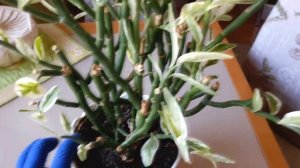 Педилантус. Обрезка. (Ваши вопросы - мои ответы).