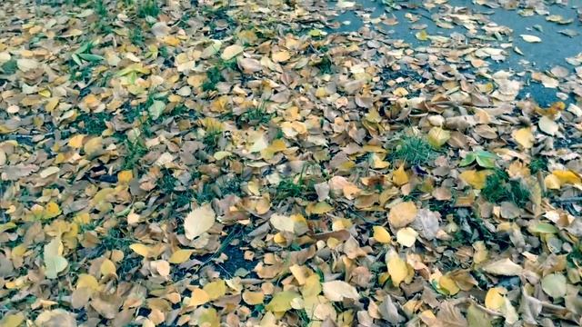 Осень в Челябинске