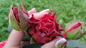 Розы в Подмосковье. Роза El Toro / Эль Торо (чайно-гибридная)