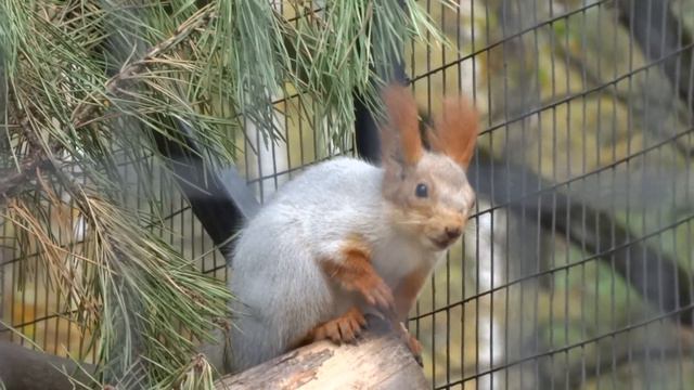Новый зоопарк в Белгороде - Белая белка! смотреть онлайн