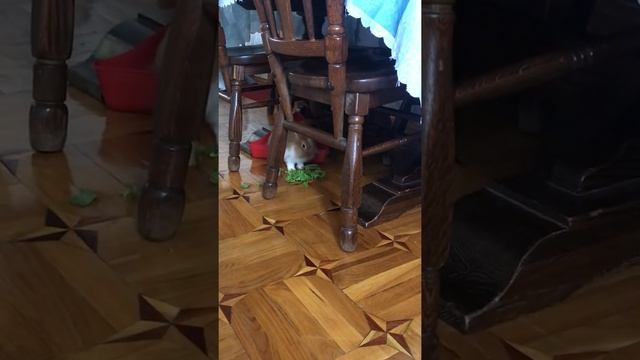 Львиноголовые кролики