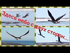 Полет с птицами. Гуси, орел и утки снятые с квадрокоптера.