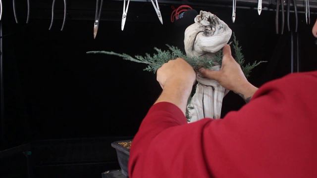 Diseñando un buen tanuki bonsai смотреть онлайн