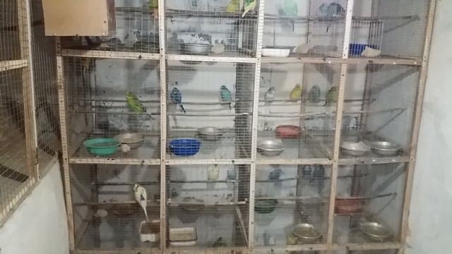 Волнистые попугаи зимой, подготовка к размножению смотреть онлайн