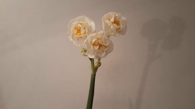 #нарцисс / Нарцисс Абба (лат. narcissus ), многоцветковый , махровый красавец. Краткий обзор смотреть онлайн