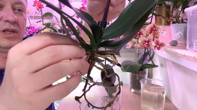 КОРНИ ОРХИДЕЙ к РОСТУ СТИМУЛИРУЕМ РАДИКАЛЬНО Рибав Экстра смотреть онлайн