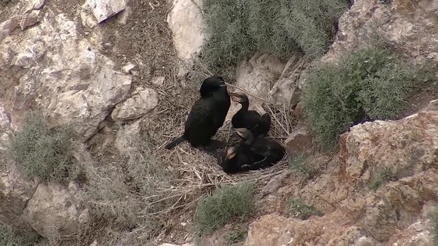 Баклан с птенцами смотреть онлайн