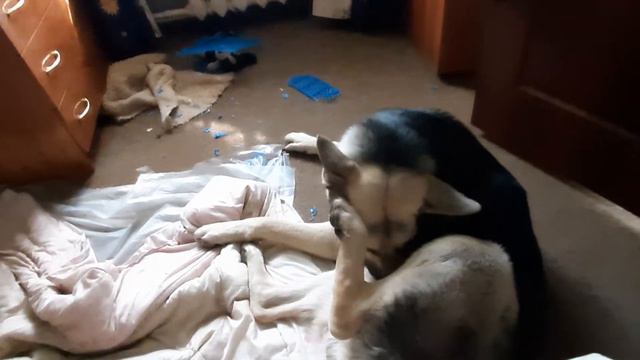 Пес так устал с вечера, что даже не проснулся меня поприветствовать утром смотреть онлайн