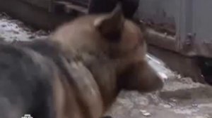 Возвращение Мухтара Задержание N_12