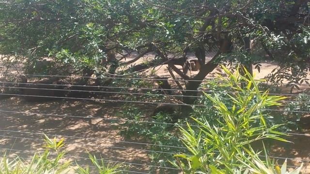 Зоопарк в Израиле. Смешная обезьянка с закрученным хвостом смотреть онлайн