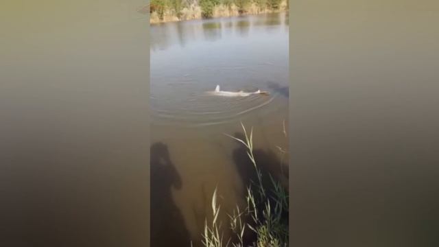 ВОТ ЭТО РЫБАЛКА! БЕЛУГА!!! И такое на рыбалке бывает! смотреть онлайн