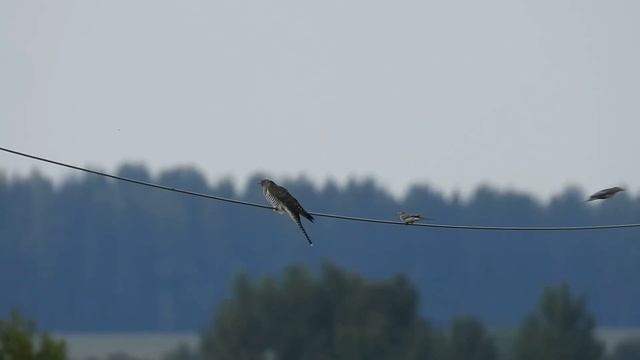 № 1566 03. 08. 2021 Кукушка смотреть онлайн