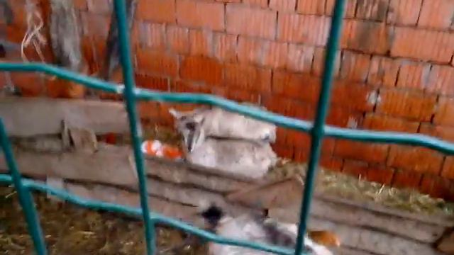 Козы и куры смотреть онлайн