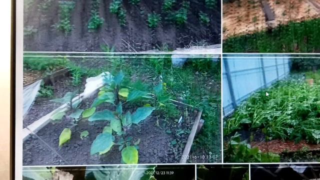 Итоги дачного сезона 2021. Часть 4. Овощи. смотреть онлайн