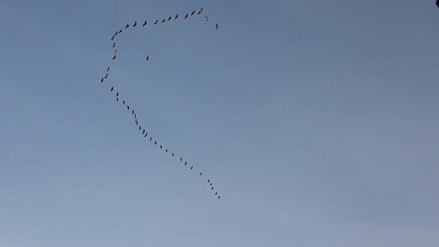 Cranes