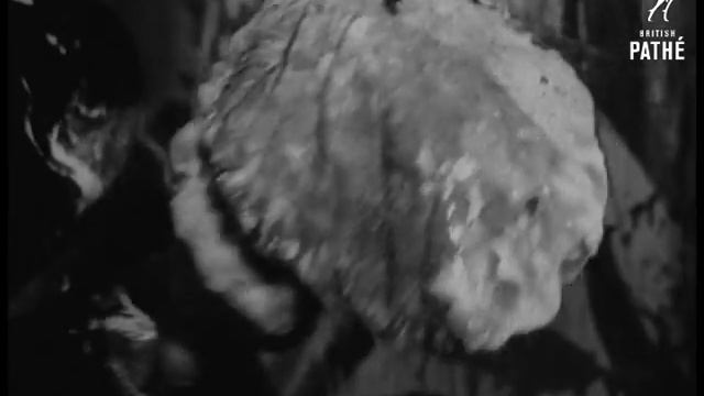 A Leonardo? Not Likely! (1960) смотреть онлайн