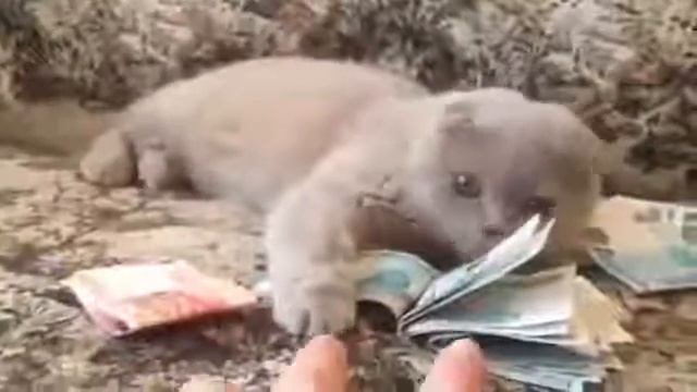 Это моя зарплата нет рога это мои деньги ото укушу. смотреть онлайн