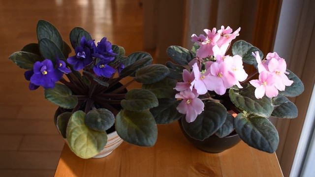 African violets - a perfect plant - propagation смотреть онлайн