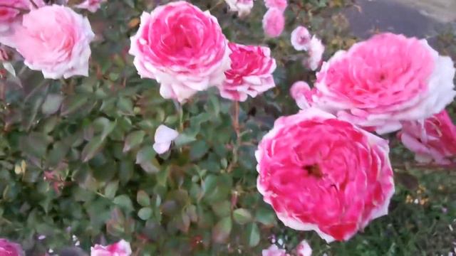 LADY MEILLANDINA MINIATURE ROSE plant by MEILLAND レディ・メイランディーナ バラ смотреть онлайн