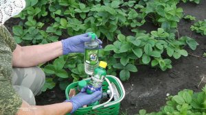 БОРЬБА С БЕЛОКРЫЛКОЙ И ДРУГИМИ ВРЕДИТЕЛЯМИ КЛУБНИКИ (ЗЕМЛЯНИКИ) ПОСЛЕ ПЛОДОНОШЕНИЯ