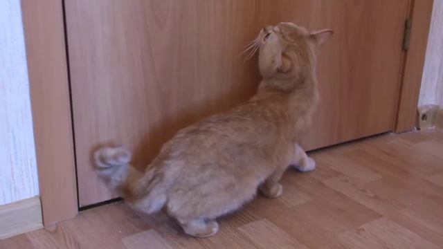 котята шотландской вислоухой. Продажа смотреть онлайн