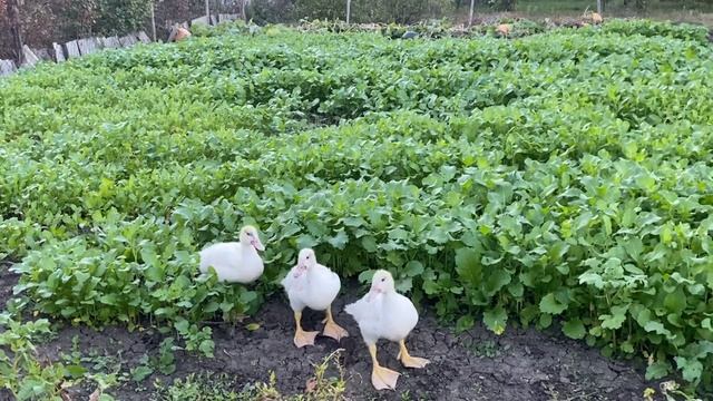 Мускусная утка-Крупный вид уток смотреть онлайн