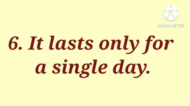 10 Lines On Hibiscus Flower In English/Essay On Hibiscus Flower/My Favourite Flower Essay/#hibiscus