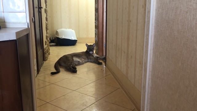 РАЗГОВОРЧИВЫЙ ПУМ ПУМЫЧ