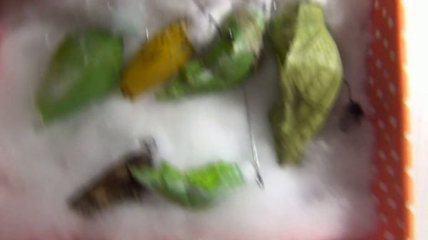 Домашний бабочкарий от FLY-FLY.RU