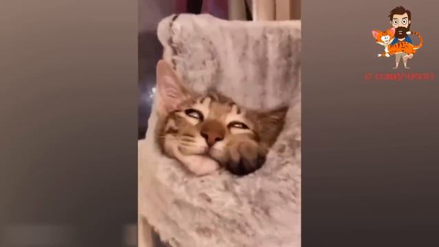 Смешные коты