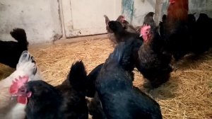 Эггеры, куры несущие оливковое яйцо!!!! Отвечаю на вопрос подписчика!!!