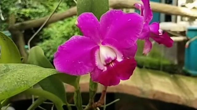 Cattleya Aloha Case смотреть онлайн