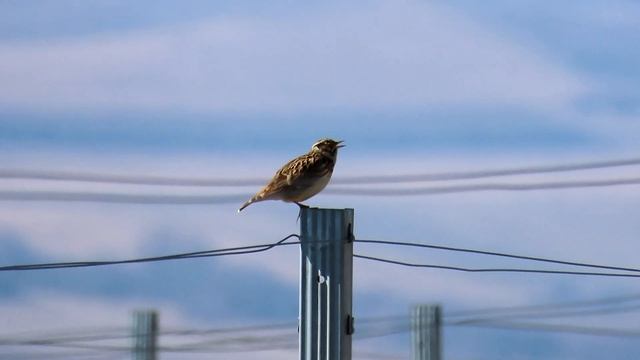560. Skřivan lesní, Woodlark, Lulua arborea, Heidelerche, Лесной жаворонок смотреть онлайн