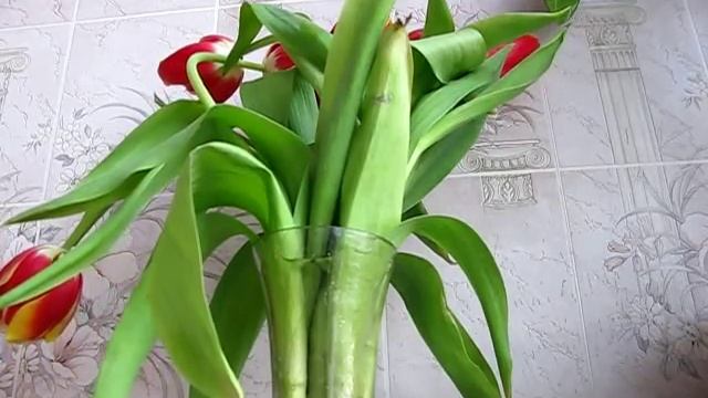 Тюльпаны оживают от воды - Tulips come to life смотреть онлайн