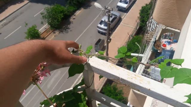 EN KOLAY BAKILAN BİTKİLERDEN GAURA ÇİÇEĞİ NASIL YETİŞTİRİLİR? BAKIMI VE ÇOĞALTIMI NASIL YAPILIR? смотреть онлайн