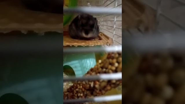 Вопросы для хомяков как выжать ХОМЯКАМ?что нужно делать? какого хомяк выбрать? смотреть онлайн