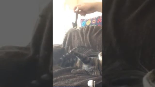 В память о Мявочке, самой любимой моей кошке смотреть онлайн