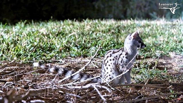 Африка. Сервал - Africa. Serval