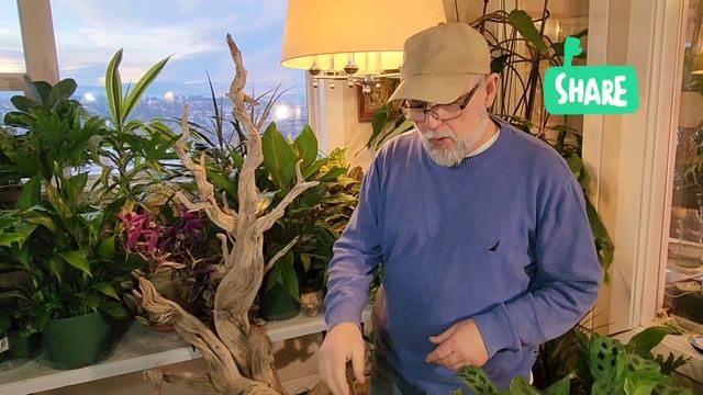 How to grow Air Plants (Tillandsia) смотреть онлайн