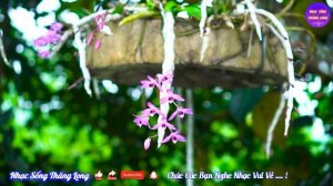 Nhạc Không Lời Buổi Sáng Giảm Stress 100% | Hòa Tấu Rumba Guitar Hải Ngoại Hay Nhất Hiện Nay