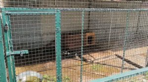 Николо-Пешношский монастырь