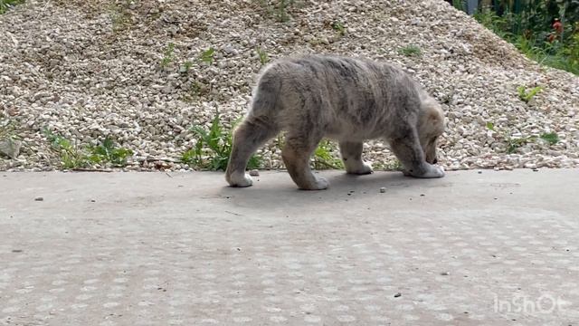 +79157787787.Белый Тигр от Фаер(Батый*Кабачок)*Лота(Астраханский Матурхан*Умка).По БУЛЬДОЗЕРУ,ТОПАЗ смотреть онлайн