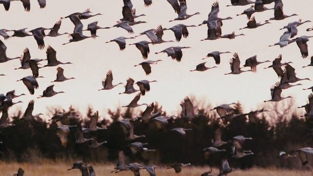 Sandhill Crane Migration Through My Eyes смотреть онлайн