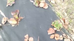 Обработка клубники медным купоросом от паутинного клеща