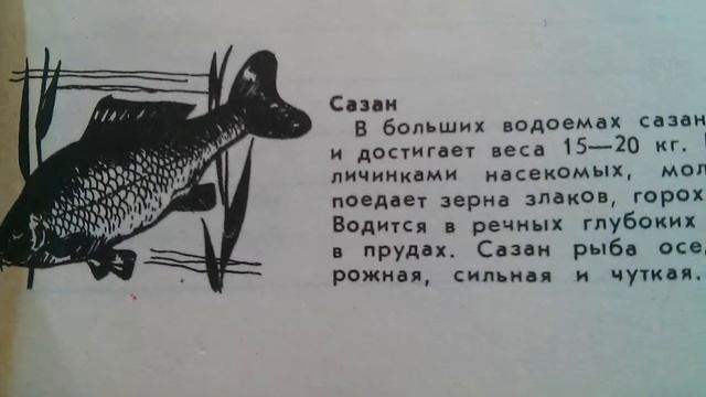 Сазан - Рыбалка и места обитания смотреть онлайн