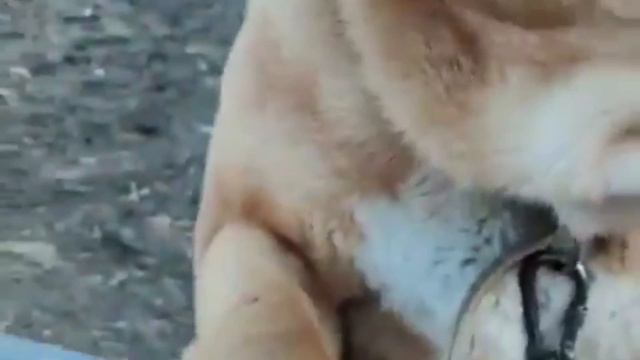 ПИРАТ БАЛКАНСКИЙ КОРОЛЬ РИНГА/ смотреть онлайн